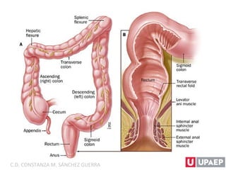 C.D. CONSTANZA M. SÁNCHEZ GUERRA
 