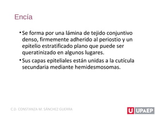Encía
•Se forma por una lámina de tejido conjuntivo
denso, firmemente adherido al periostio y un
epitelio estratificado plano que puede ser
queratinizado en algunos lugares.
•Sus capas epiteliales están unidas a la cutícula
secundaria mediante hemidesmosomas.
C.D. CONSTANZA M. SÁNCHEZ GUERRA
 