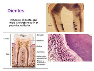 Dientes
Trituran el alimento, aquí
inicia la transformación en
pequeñas moléculas.
 