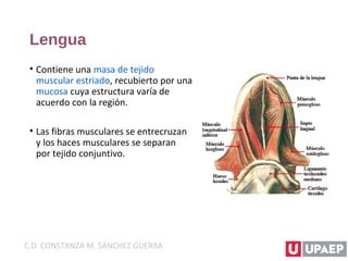Lengua
• Contiene una masa de tejido
muscular estriado, recubierto por una
mucosa cuya estructura varía de
acuerdo con la región.
• Las fibras musculares se entrecruzan
y los haces musculares se separan
por tejido conjuntivo.
C.D. CONSTANZA M. SÁNCHEZ GUERRA
 