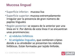Mucosa lingual
•Superficie inferior: mucosa lisa
•Superficie superior: mucosa extremadamente
irregular por la presencia de gran número de
papilas linguales
•Región posterior: se separa de la anterior por una
línea en V. Por detrás de esta línea V se encuentran
unas prominencias:
• a) nódulos linfáticos
• b) amígdalas linguales, que contienen criptas
donde a su alrededor se presentan los nódulos
linfáticos. Están formadas por tejido linfoide.
C.D. CONSTANZA M. SÁNCHEZ GUERRA
 