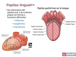 Papilas linguales
• Son elevaciones del
epitelio oral y de la lámina
propia con formas y
funciones diferentes:
• Filiformes
• Fungiformes
• Caliciformes
 