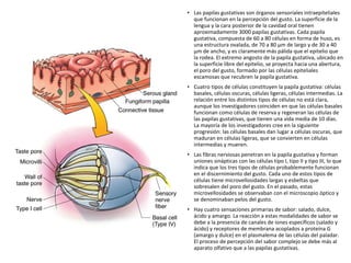 • Las papilas gustativas son órganos sensoriales intraepiteliales
que funcionan en la percepción del gusto. La superficie de la
lengua y la cara posterior de la cavidad oral tienen
aproximadamente 3000 papilas gustativas. Cada papila
gustativa, compuesta de 60 a 80 células en forma de huso, es
una estructura ovalada, de 70 a 80 μm de largo y de 30 a 40
μm de ancho, y es claramente más pálida que el epitelio que
la rodea. El extremo angosto de la papila gustativa, ubicado en
la superficie libre del epitelio, se proyecta hacia una abertura,
el poro del gusto, formado por las células epiteliales
escamosas que recubren la papila gustativa.
• Cuatro tipos de células constituyen la papila gustativa: células
basales, células oscuras, células ligeras, células intermedias. La
relación entre los distintos tipos de células no está clara,
aunque los investigadores coinciden en que las células basales
funcionan como células de reserva y regeneran las células de
las papilas gustativas, que tienen una vida media de 10 días.
La mayoría de los investigadores cree en la siguiente
progresión: las células basales dan lugar a células oscuras, que
maduran en células ligeras, que se convierten en células
intermedias y mueren.
• Las fibras nerviosas penetran en la papila gustativa y forman
uniones sinápticas con las células tipo I, tipo II y tipo III, lo que
indica que los tres tipos de células probablemente funcionan
en el discernimiento del gusto. Cada uno de estos tipos de
células tiene microvellosidades largas y esbeltas que
sobresalen del poro del gusto. En el pasado, estas
microvellosidades se observaban con el microscopio óptico y
se denominaban pelos del gusto.
• Hay cuatro sensaciones primarias de sabor: salado, dulce,
ácido y amargo. La reacción a estas modalidades de sabor se
debe a la presencia de canales de iones específicos (salado y
ácido) y receptores de membrana acoplados a proteína G
(amargo y dulce) en el plasmalema de las células del paladar.
El proceso de percepción del sabor complejo se debe más al
aparato olfativo que a las papilas gustativas.
 