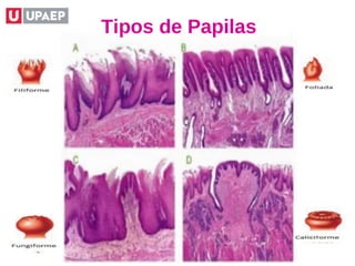 Tipos de Papilas
 