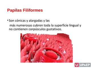 Papilas Filiformes
•Son cónicas y alargadas y las
más numerosas cubren toda la superficie lingual y
no contienen corpúsculos gustativos.
 