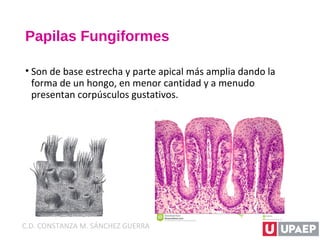 Papilas Fungiformes
• Son de base estrecha y parte apical más amplia dando la
forma de un hongo, en menor cantidad y a menudo
presentan corpúsculos gustativos.
C.D. CONSTANZA M. SÁNCHEZ GUERRA
 