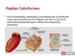Papilas Caliciformes
• Son circunvaladas, aplanadas y circundadas por un profundo
surco, se encuentran en la V lingual y son de 7 a 12 y en la
parte lateral presentan gran número de corpúsculos
gustativos.
 