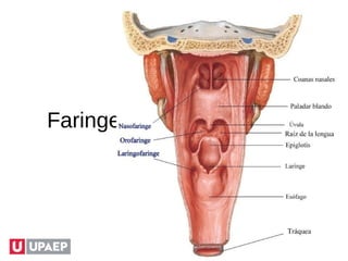 Faringe
 