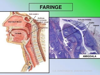 C.D. CONSTANZA M. SÁNCHEZ GUERRA
 