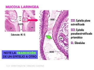C.D. CONSTANZA M. SÁNCHEZ GUERRA
 