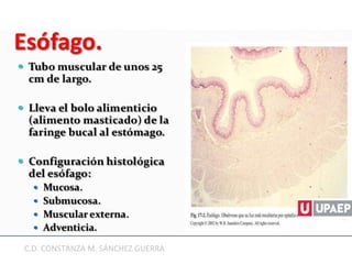 C.D. CONSTANZA M. SÁNCHEZ GUERRA
 