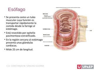Esófago
• Se presenta como un tubo
muscular cuya función es
transportar rápidamente la
comida desde la faringe al
estómago.
• Está revestido por epitelio
pavimentoso estratificado.
• En la región cercana al estómago
presenta unas glándulas
cardiacas.
• Mide 25 cm de longitud.
C.D. CONSTANZA M. SÁNCHEZ GUERRA
 