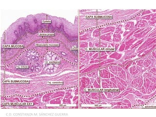 C.D. CONSTANZA M. SÁNCHEZ GUERRA
 
