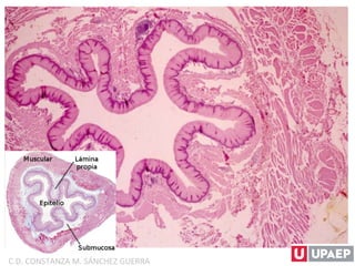 C.D. CONSTANZA M. SÁNCHEZ GUERRA
 