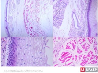 C.D. CONSTANZA M. SÁNCHEZ GUERRA
 