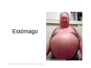 Estómago
C.D. CONSTANZA M. SÁNCHEZ GUERRA
 