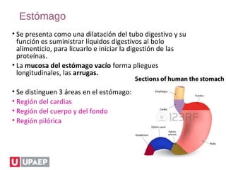 Estómago
• Se presenta como una dilatación del tubo digestivo y su
función es suministrar líquidos digestivos al bolo
alimenticio, para licuarlo e iniciar la digestión de las
proteínas.
• La mucosa del estómago vacío forma pliegues
longitudinales, las arrugas.
• Se distinguen 3 áreas en el estómago:
• Región del cardias
• Región del cuerpo y del fondo
• Región pilórica
 