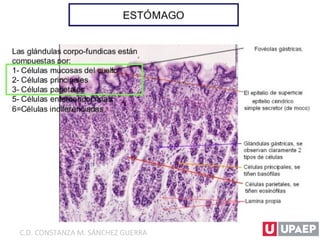 C.D. CONSTANZA M. SÁNCHEZ GUERRA
 