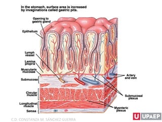 C.D. CONSTANZA M. SÁNCHEZ GUERRA
 
