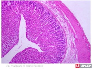 C.D. CONSTANZA M. SÁNCHEZ GUERRA
 
