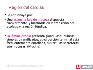 Región del cardias
•Se constituye por:
•Una estrecha faja de mucosa dispuesta
circularmente y localizada en la transición del
esófago y la región fúndica.
•La lámina propia presenta glándulas tubulosas
simples o ramificadas, cuya porción terminal está
frecuentemente enrollada, sus células secretoras
son mucosas. (Mucina)
C.D. CONSTANZA M. SÁNCHEZ GUERRA
 