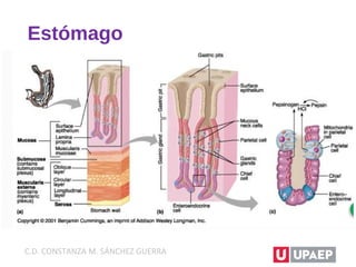 Estómago
C.D. CONSTANZA M. SÁNCHEZ GUERRA
 