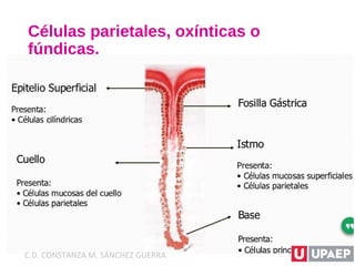Células parietales, oxínticas o
fúndicas.
C.D. CONSTANZA M. SÁNCHEZ GUERRA
 