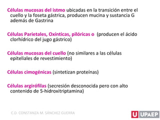 Células mucosas del istmo ubicadas en la transición entre el
cuello y la foseta gástrica, producen mucina y sustancia G
además de Gastrina
Células Parietales, Oxínticas, pilóricas o (producen el ácido
clorhídrico del jugo gástrico)
Células mucosas del cuello (no similares a las células
epiteliales de revestimiento)
Células cimogénicas (sintetizan proteínas)
Células argirófilas (secresión desconocida pero con alto
contenido de 5-hidroxitriptamina)
C.D. CONSTANZA M. SÁNCHEZ GUERRA
 