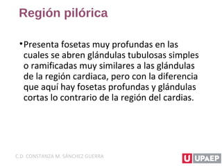 Región pilórica
•Presenta fosetas muy profundas en las
cuales se abren glándulas tubulosas simples
o ramificadas muy similares a las glándulas
de la región cardiaca, pero con la diferencia
que aquí hay fosetas profundas y glándulas
cortas lo contrario de la región del cardias.
C.D. CONSTANZA M. SÁNCHEZ GUERRA
 