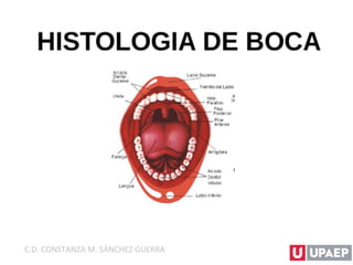 C.D. CONSTANZA M. SÁNCHEZ GUERRA
 