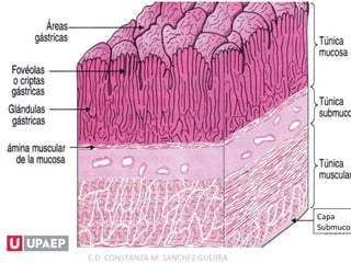 Capa
Submucos
C.D. CONSTANZA M. SÁNCHEZ GUERRA
 