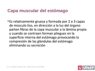 Capa muscular del estómago
•Es relativamente gruesa y formada por 2 o 3 capas
de músculo liso, en dirección a la luz del órgano
parten fibras de la capa muscular a la lámina propia
y cuando se contraen forman pliegues en la
superficie interna del estómago provocando la
compresión de las glándulas del estómago
eliminando su secreción
C.D. CONSTANZA M. SÁNCHEZ GUERRA
 