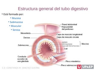 Estructura general del tubo digestivo
• Está formado por:
• Mucosa
• Submucosa
• Muscular
• Serosa
C.D. CONSTANZA M. SÁNCHEZ GUERRA
 