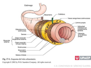 C.D. CONSTANZA M. SÁNCHEZ GUERRA
 