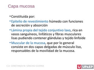 Capa mucosa
•Constituida por:
•Epitelio de revestimiento húmedo con funciones
de secreción y absorción
•Lámina propia del tejido conjuntivo laxo, rica en
vasos sanguíneos, linfáticos y fibras musculares
lisas pudiendo contener glándulas y tejido linfoide
•Muscular de la mucosa, que por lo general
consiste en dos capas delgadas de músculo liso,
responsables de la movilidad de la mucosa.
C.D. CONSTANZA M. SÁNCHEZ GUERRA
 