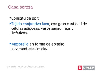 Capa serosa
•Constituida por:
•Tejido conjuntivo laxo, con gran cantidad de
células adiposas, vasos sanguíneos y
linfáticos.
•Mesotelio en forma de epitelio
pavimentoso simple.
C.D. CONSTANZA M. SÁNCHEZ GUERRA
 