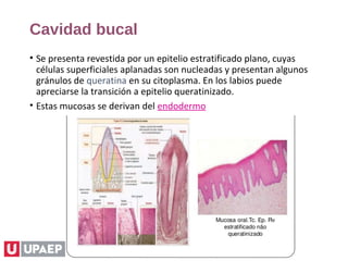 Cavidad bucal
• Se presenta revestida por un epitelio estratificado plano, cuyas
células superficiales aplanadas son nucleadas y presentan algunos
gránulos de queratina en su citoplasma. En los labios puede
apreciarse la transición a epitelio queratinizado.
• Estas mucosas se derivan del endodermo
 