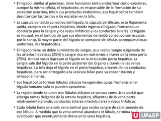 • El hígado, similar al páncreas, tiene funciones tanto endocrinas como exocrinas,
aunque la misma célula, el hepatocito, es responsable de la formación de su
secreción exocrina, bilis y sus productos endocrinos. Los hepatocitos también
desintoxican las toxinas y las excretan en la bilis.
• La cápsula de tejido conectivo del hígado, la cápsula de Glisson, está flojamente
unida, excepto en el porta hepático, donde ingresa al hígado, formando un
conducto para la sangre y los vasos linfáticos y los conductos biliares. El hígado
es inusual, en el sentido de que sus elementos de tejido conectivo son escasos;
por lo tanto, la mayor parte del hígado se compone de células parenquimatosas
uniformes, los hepatocitos.
• El hígado tiene un doble suministro de sangre, que recibe sangre oxigenada de
las arterias hepáticas (25%) y sangre rica en nutrientes a través de la vena porta
(75%). Ambos vasos ingresan al hígado en la circulación porta hepática. La
sangre sale del hígado en la parte posterior del órgano a través de las venas
hepáticas. La bilis deja el hígado en el porta hepático, a través de los conductos
hepáticos, para ser entregado a la vesícula biliar para su concentración y
almacenamiento.
• Los hepatocitos forman lóbulos clásicos hexagonales cuyas fronteras en el
hígado humano solo se pueden aproximar.
• La región donde se unen tres lóbulos clásicos se conoce como área portal que
alberga ramas delgadas de la arteria hepática, afluentes de la vena porta
relativamente grande, conductos biliares interlobulares y vasos linfáticos.
• Cada lóbulo tiene una sola vena central que recibe sangre de cada senoide de
ese lóbulo. A medida que la vena central abandona el lóbulo, termina en la vena
sublobular que eventualmente drena en la vena hepática.
 