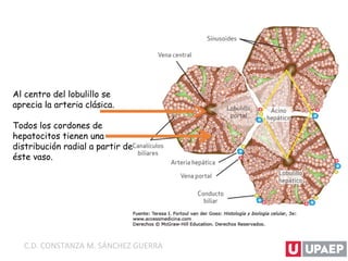 Al centro del lobulillo se
aprecia la arteria clásica.
Todos los cordones de
hepatocitos tienen una
distribución radial a partir de
éste vaso.
C.D. CONSTANZA M. SÁNCHEZ GUERRA
 
