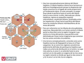 • Hay tres conceptualizaciones básicas del lóbulo
hepático. El lóbulo hepático clásico fue el primero en
definirse histológicamente porque la disposición del
tejido conectivo en el hígado de cerdo proporcionó
un fundamento obvio. En este concepto, la sangre
fluye desde la periferia hasta el centro del lóbulo
hacia la vena central. La bilis, fabricada por células
hepáticas, ingresa en pequeños espacios
intercelulares, canalículos biliares, localizados entre
los hepatocitos y fluye hacia la periferia del lóbulo
hacia los conductos biliares interlobulillares de las
áreas del portal.
• Para ser coherente con los lóbulos de otras glándulas
exocrinas, liberando bilis a un lumen central, el lóbulo
portal se describió como la región triangular cuyo
centro es el área del portal y cuya periferia está
delimitada por líneas rectas imaginarias que conectan
las tres venas centrales circundantes.
• Una tercera conceptualización, conocida como acino
hepático (acinos de Rappaport) se basa en el flujo
sanguíneo. Se ve como tres regiones concéntricas
pobremente definidas de parénquima hepático que
rodea una arteria de distribución en el centro. La capa
más externa, la zona 3, se extiende hasta la vena
central y es la más pobre en oxígeno de las tres zonas.
La región restante se divide por igual en dos zonas (1
y 2); la zona 1 es la más rica en oxígeno.
 