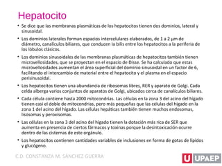 Hepatocito
• Se dice que las membranas plasmáticas de los hepatocitos tienen dos dominios, lateral y
sinusoidal.
• Los dominios laterales forman espacios intercelulares elaborados, de 1 a 2 μm de
diámetro, canalículos biliares, que conducen la bilis entre los hepatocitos a la periferia de
los lóbulos clásicos.
• Los dominios sinusoidales de las membranas plasmáticas de hepatocitos también tienen
microvellosidades, que se proyectan en el espacio de Disse. Se ha calculado que estas
microvellosidades aumentan el área superficial del dominio sinusoidal en un factor de 6,
facilitando el intercambio de material entre el hepatocito y el plasma en el espacio
perisinusoidal.
• Los hepatocitos tienen una abundancia de ribosomas libres, RER y aparato de Golgi. Cada
celda alberga varios conjuntos de aparatos de Golgi, ubicados cerca de canalículos biliares.
• Cada célula contiene hasta 2000 mitocondrias. Las células en la zona 3 del acino del hígado
tienen casi el doble de mitocondrias, pero más pequeñas que las células del hígado en la
zona 1 del acino del hígado. Las células hepáticas también tienen muchos endosomas,
lisosomas y peroxisomas.
• Las células en la zona 3 del acino del hígado tienen la dotación más rica de SER que
aumenta en presencia de ciertos fármacos y toxinas porque la desintoxicación ocurre
dentro de las cisternas de este orgánulo.
• Los hepatocitos contienen cantidades variables de inclusiones en forma de gotas de lípidos
y glucógeno.
C.D. CONSTANZA M. SÁNCHEZ GUERRA
 