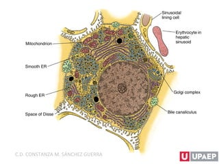 C.D. CONSTANZA M. SÁNCHEZ GUERRA
 