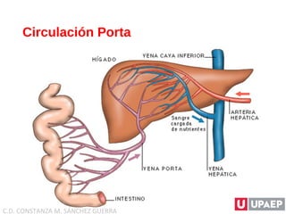Circulación Porta
C.D. CONSTANZA M. SÁNCHEZ GUERRA
 