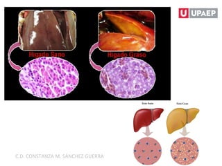 C.D. CONSTANZA M. SÁNCHEZ GUERRA
 