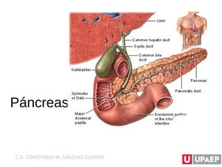 Páncreas
C.D. CONSTANZA M. SÁNCHEZ GUERRA
 