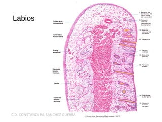 Labios
C.D. CONSTANZA M. SÁNCHEZ GUERRA
 