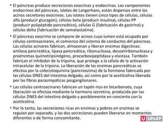 • El páncreas produce secreciones exocrinas y endocrinas. Los componentes
endocrinos del páncreas, islotes de Langerhans, están dispersos entre los
acinos secretores exocrinos. Los islotes tienen cinco tipos de células, células
alfa (producir glucagón), células beta (producir insulina), células PP
(producir polipéptido pancreático), células G (fabricación de gastrina) y
células delta (fabricación de somatostatina).
• El páncreas exocrino se compone de acinos cuyo lumen está ocupado por
células centroacinares, el comienzo del sistema de conductos del páncreas.
Las células acinares fabrican, almacenan y liberan enzimas digestivas:
amilasa pancreática, lipasa pancreática, ribonucleasa, desoxirribonucleasa y
proenzimas quimotripsinógeno, procarboxipeptidasa y elastasa. También
fabrican el inhibidor de la tripsina, que protege a la célula de la activación
intracelular de la tripsina. La liberación de las enzimas pancreáticas se
efectúa por la colecistoquinina (pancreozima) de la hormona fabricada por
las células DNES del intestino delgado, así como por la acetilcolina liberada
por las fibras parasimpáticas posganglionares.
• Las células centroacinares fabrican un tapón rico en bicarbonato, cuya
liberación se efectúa mediante la hormona secretina, producida por las
células DNES del intestino delgado y posiblemente en concierto con la
acetilcolina.
• Por lo tanto, las secreciones ricas en enzimas y pobres en enzimas se
regulan por separado, y las dos secreciones pueden liberarse en momentos
diferentes o de forma concomitante.
 