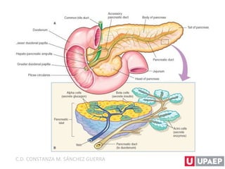 C.D. CONSTANZA M. SÁNCHEZ GUERRA
 