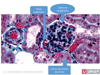 Islote de
Langerhans
acinos secretores
exocrinos
Vasos
sanguíneos
C.D. CONSTANZA M. SÁNCHEZ GUERRA
 