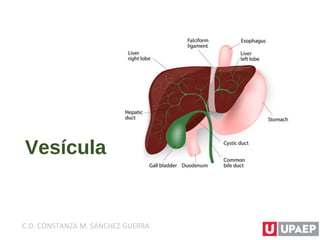 Vesícula
C.D. CONSTANZA M. SÁNCHEZ GUERRA
 